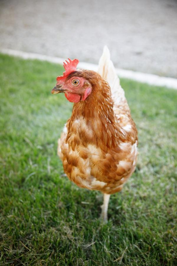 La Ferme De La Chassagne Otel Devrouze Dış mekan fotoğraf